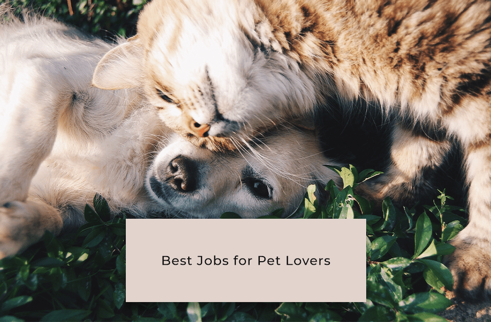 jobs for pet lovers